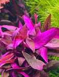 Czerwona roślina do akwarium - Alternanthera sessilis rubra
