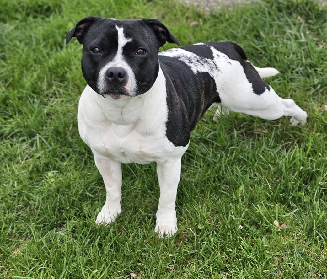 Staffordshire bull terrier zapowiedź miotu czerwiec