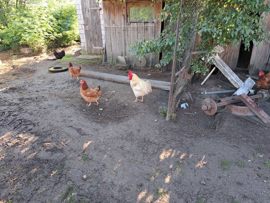 Jaja lęgowe kur niosek dark green shell dominant wyandotte marans