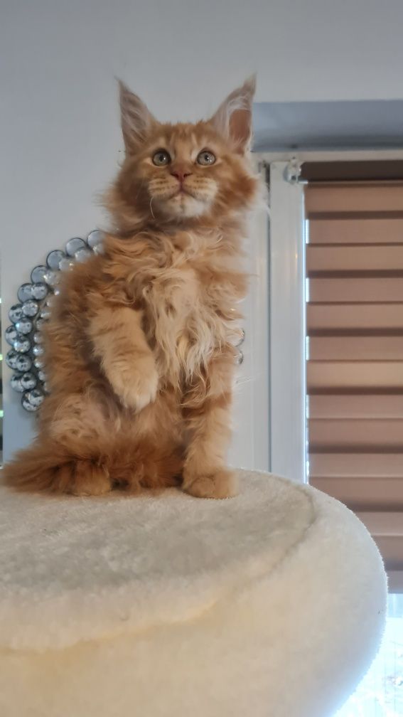 Mainecoon  kocur rudy