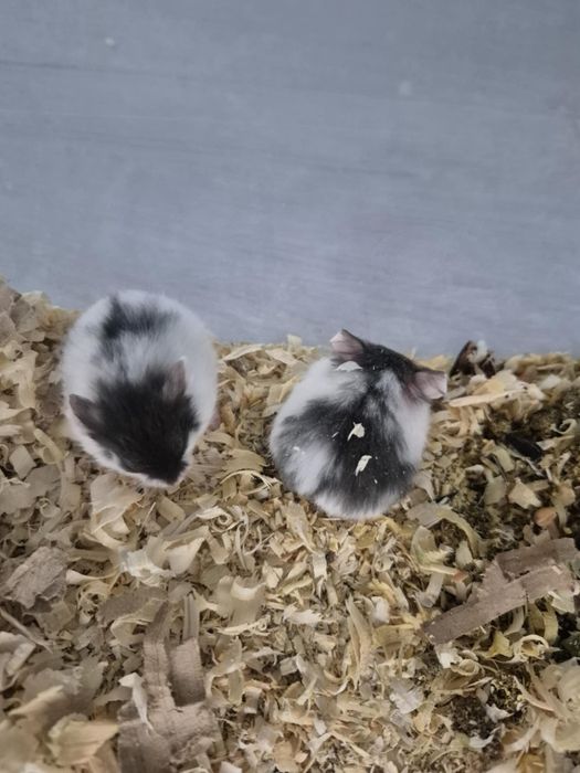 Chomiki 4-ro tygodniowe