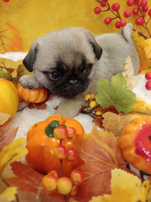 Szczenię chłopczyk Mops  FCI ZkwP