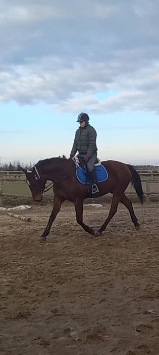 Konie- zajeżdżanie, trening