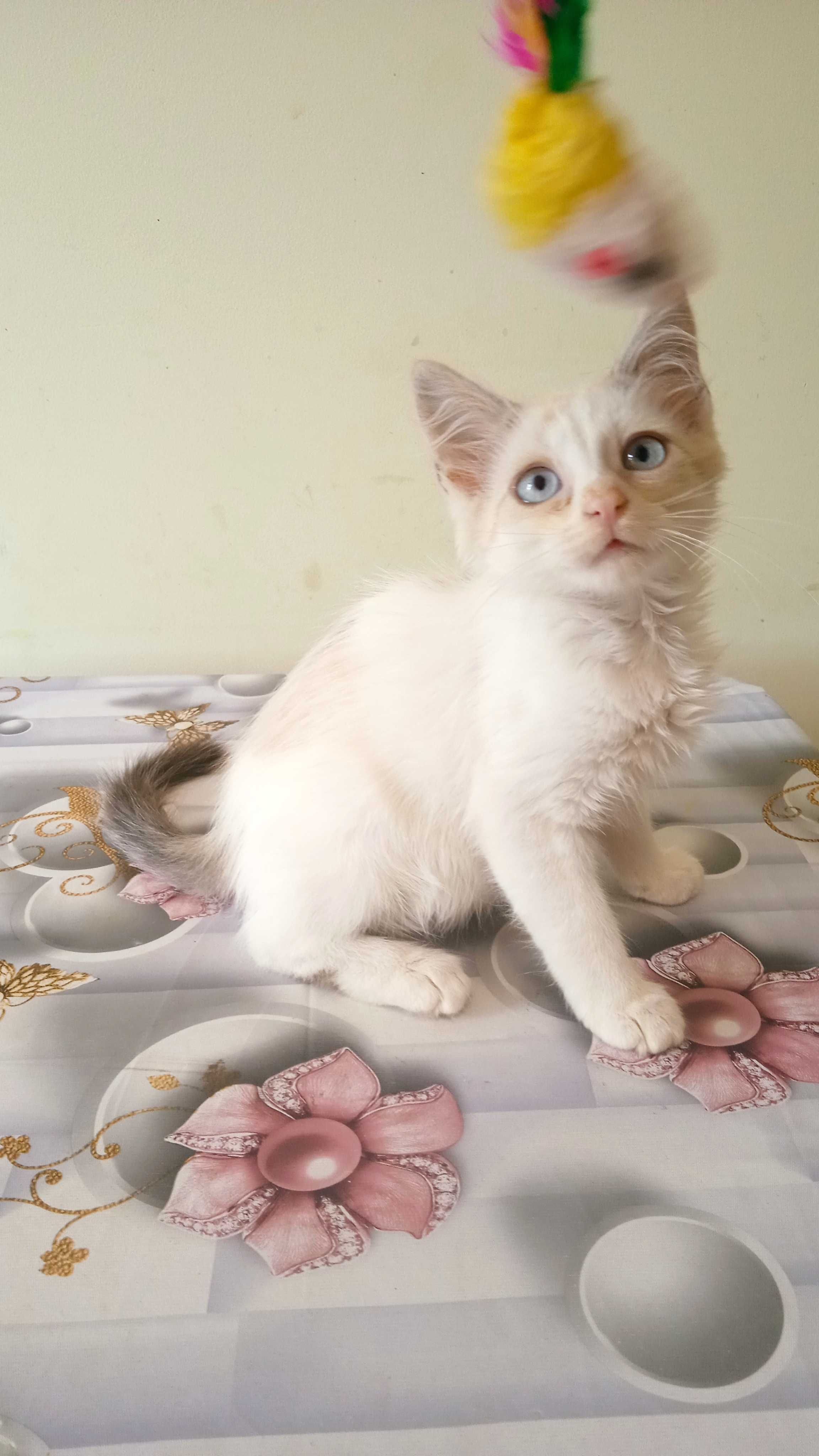 Блакитноокий котик в добрі руки