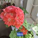 Pelargonia kolekcjonerska odmianowa