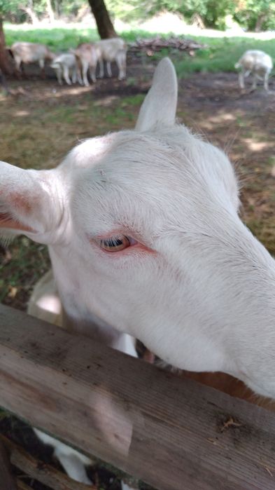 Кози розведення,утримання