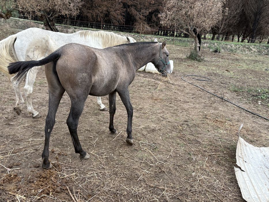 Poldra russa ano e meio