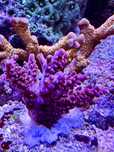 Czerwona Acropora