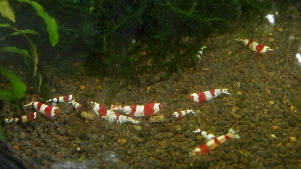 Krewetki caridina po selekcji.