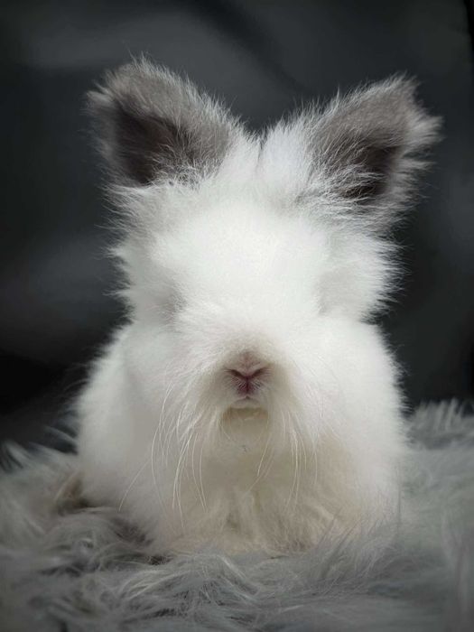 Królik angora angielska YORK