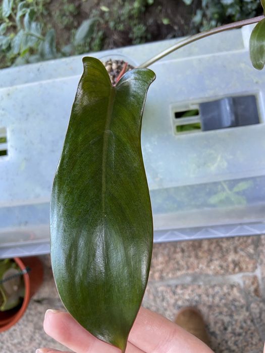 Philodendron Florida Bronze