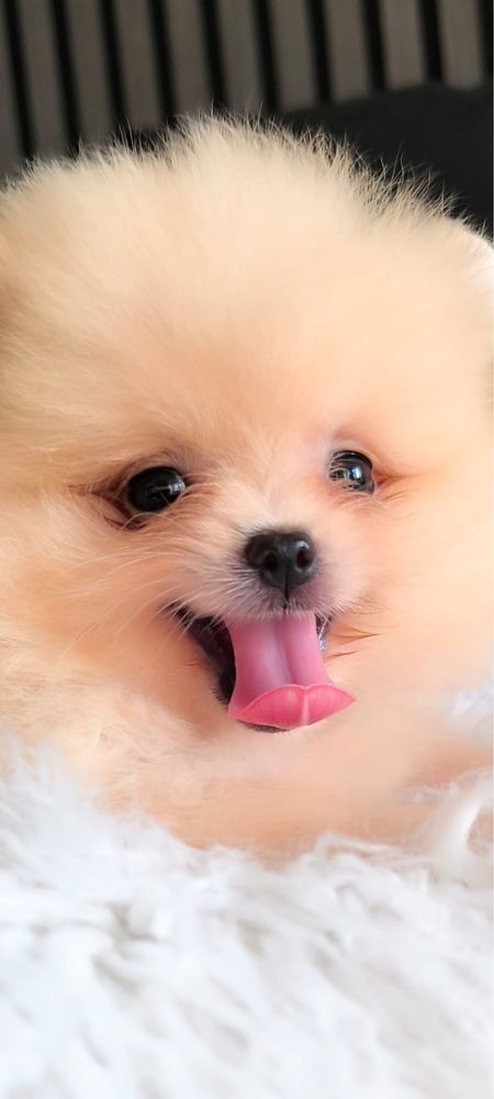 lulu da pomerania fêmea com LOP spitz alemão anão