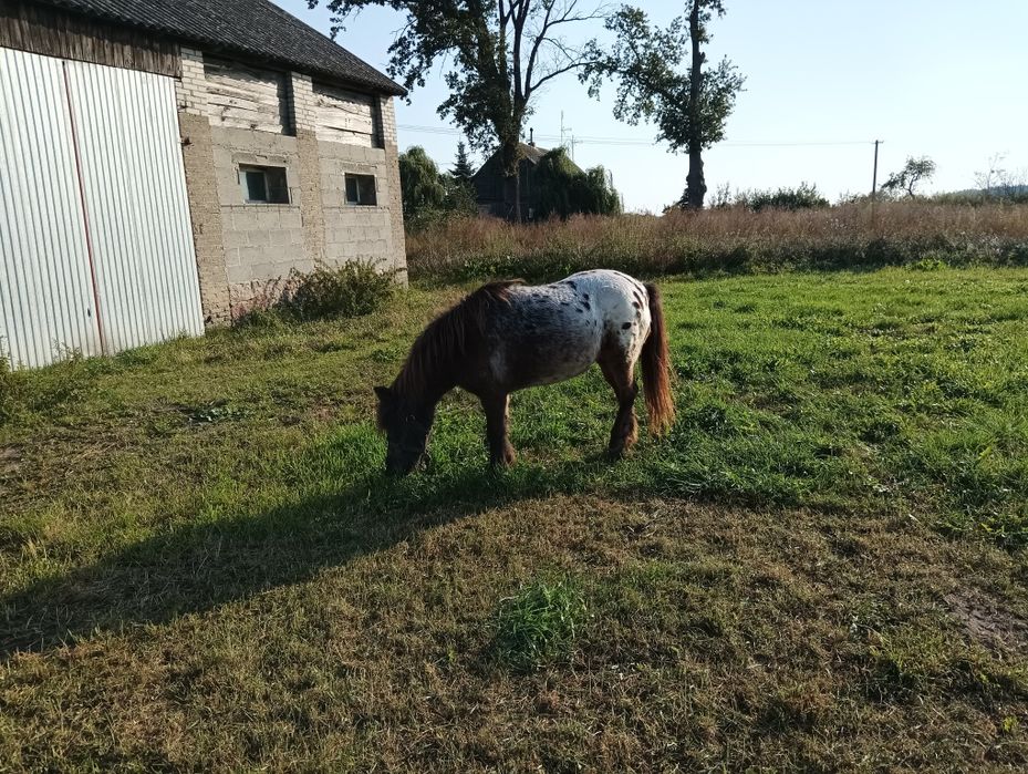 Klacz kuc kucyk tarant szetlandzki tarantowata zaprzegana