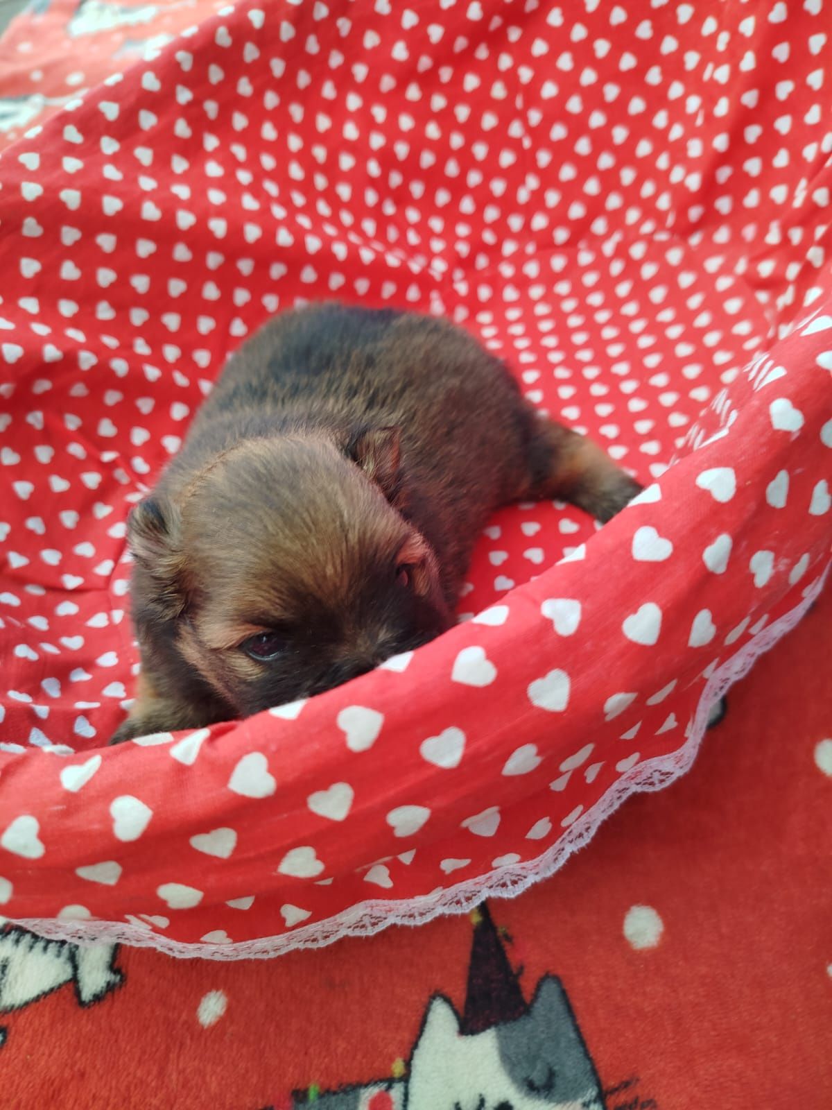 Szpic miniaturowy pomeranian miś