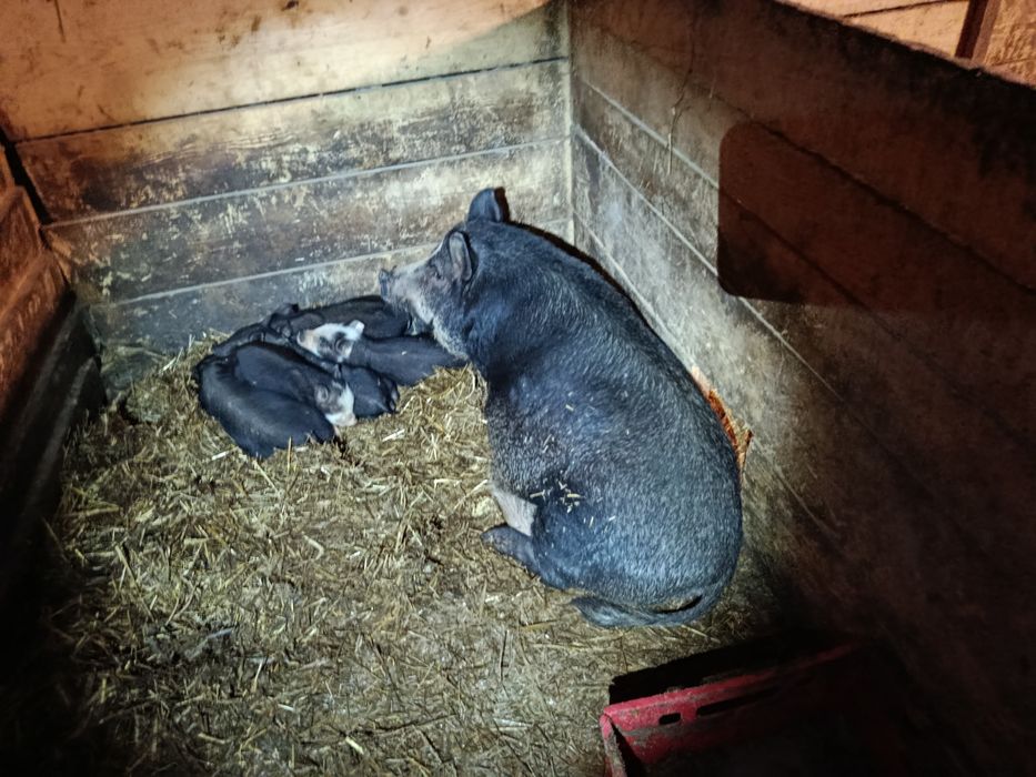 Świnki wietnamskie/swiniodzik młode z matką lub bez