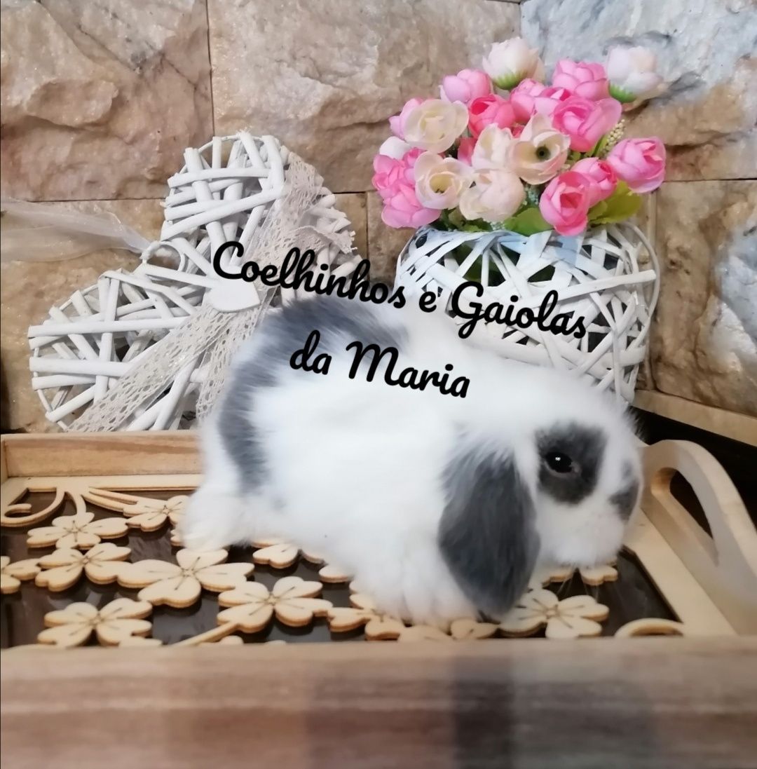 KIT Coelhos Anões, Mini Toy, Holandêz, Tedy, Coelhinho Mini Lop Belier