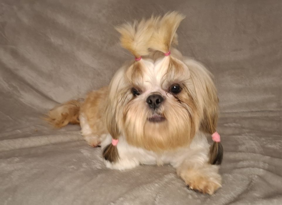 Shih-tzu Suczka dorosła