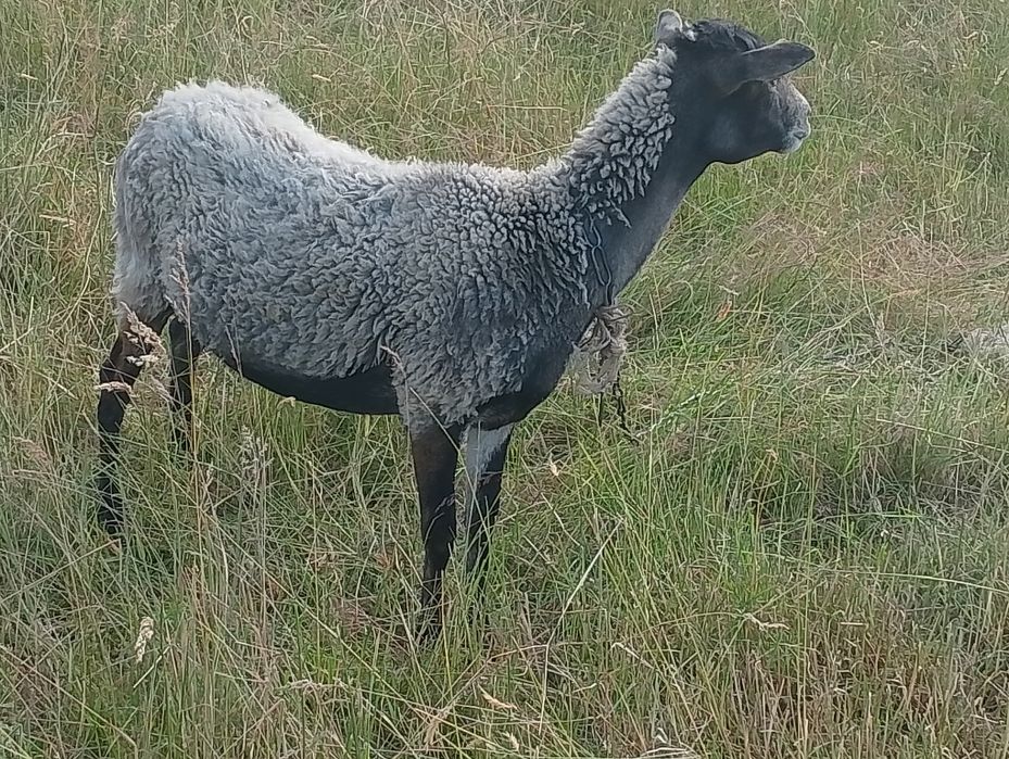 Sprzedam owce kameruńskie i wrzosówki