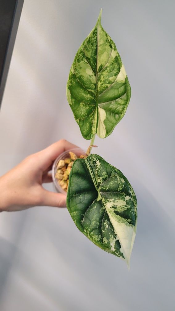 Alokazja Dragon Scale variegata