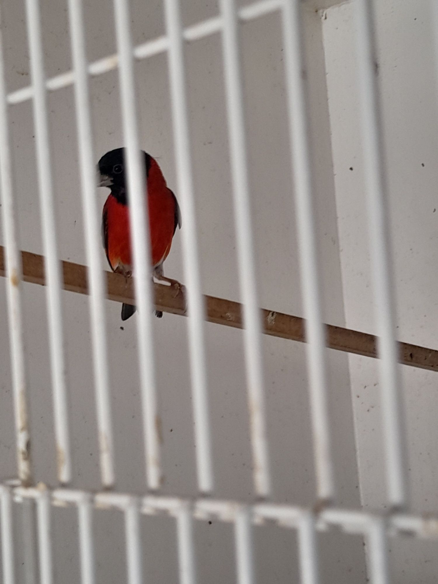 Cardinalitos da Venezuela