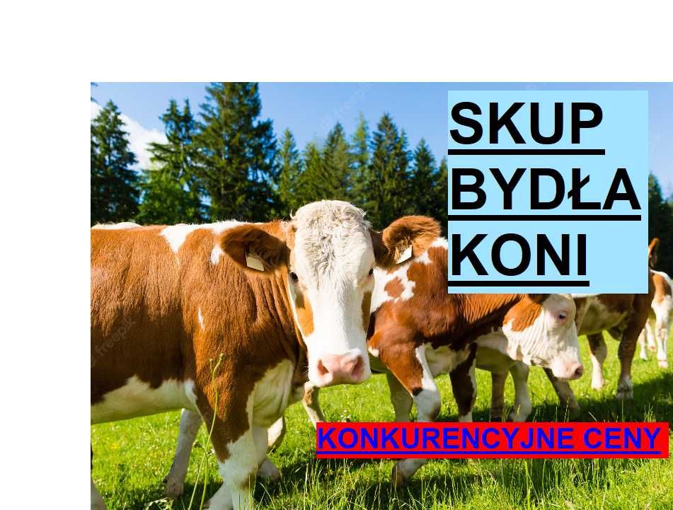 SKUP Bydła Koni Żywca !UBÓJ!