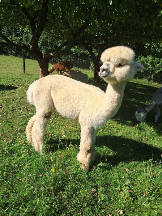 Sprzedam alpaki, dwa samce i samice z cria