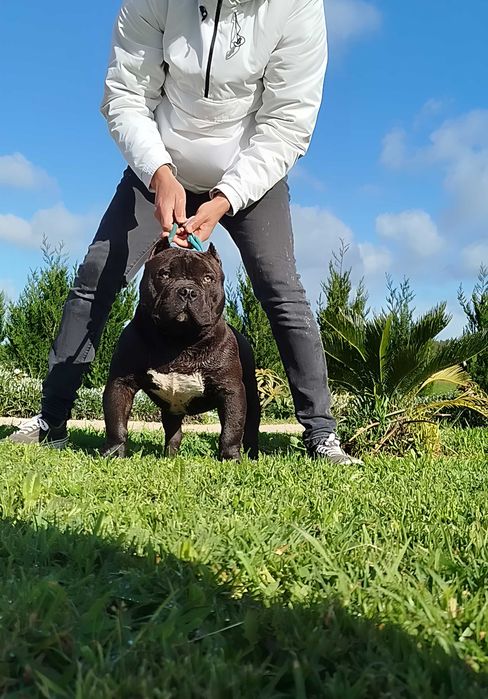 American bully pocket. Oportunidade!!