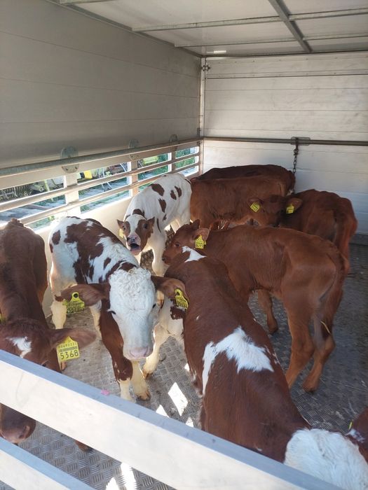 Opasy mięsne do sprzedania