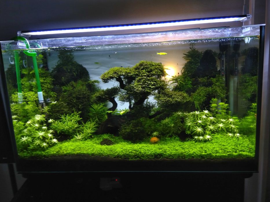 Plantas e musgo para aquário