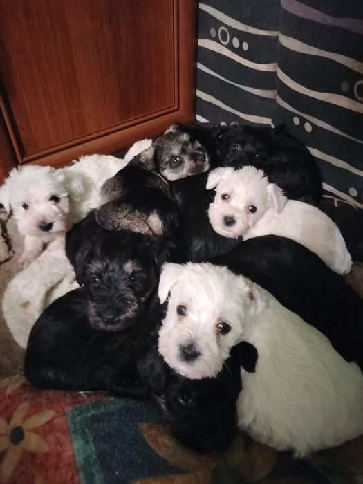 Sznaucer miniaturowy