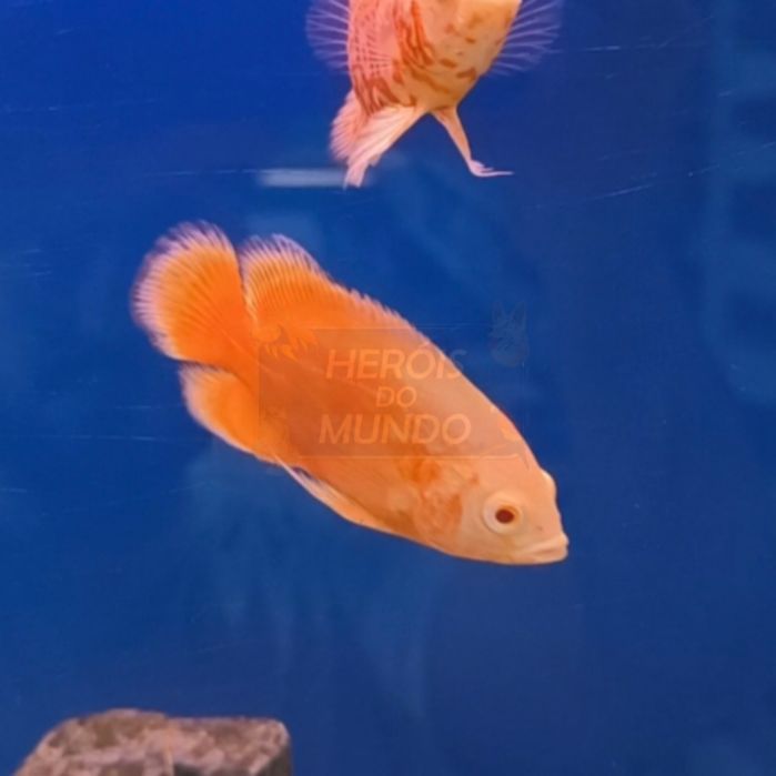 Oscar Super Red Chilli (Astronotus Ocellatus)