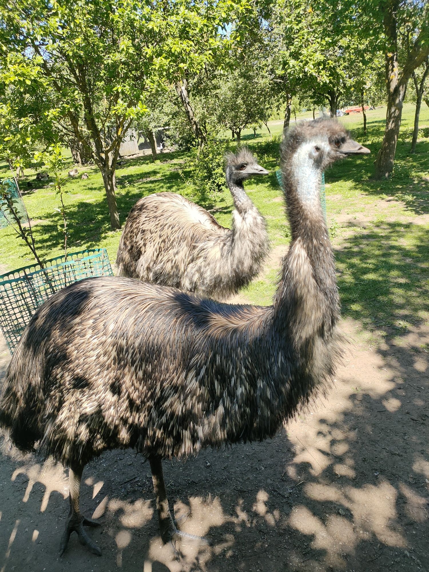 Emu pisklęta miesięczne.