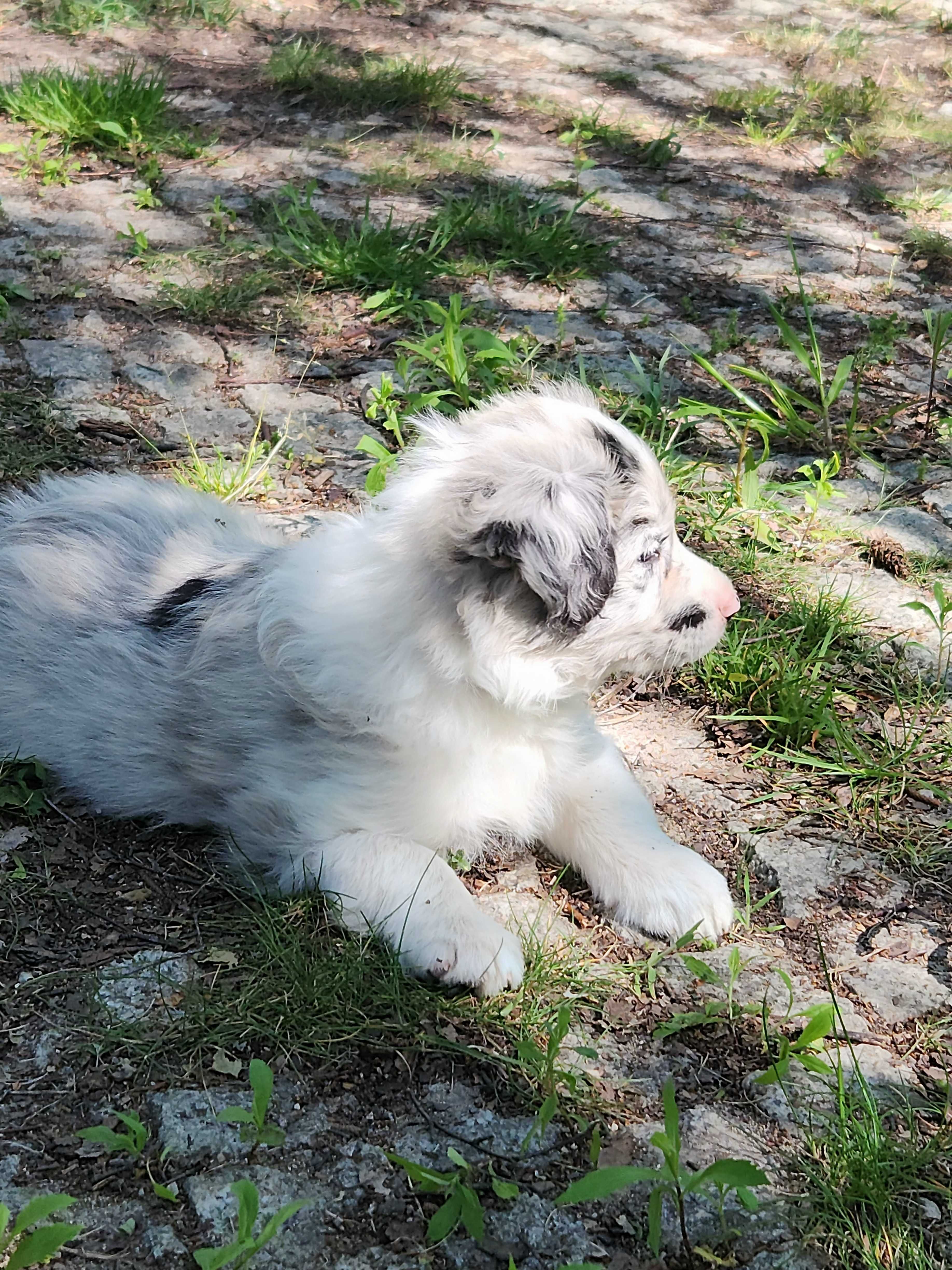 ATTIE gotowy do odbioru border collie samiec blue merle ZKwP FCI