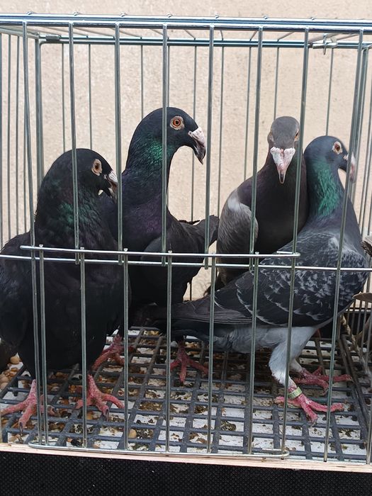 Rzeszowski gołębie rzeszowskie