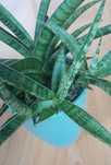 Sansevieria Ice Blue