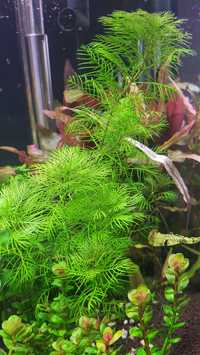 Rośliny Akwariowe - Wywłócznik zielony (Myriophyllum mattogrossense)