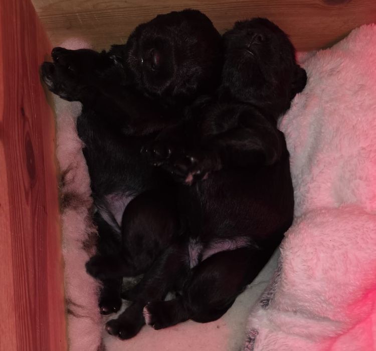 Na 6 grudnia mikołajkowy szczeniaczek sznaucera miniaturowego czarneg