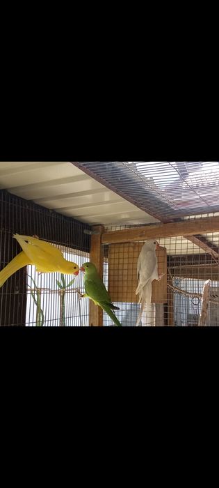 Ring neck fêmea 2025