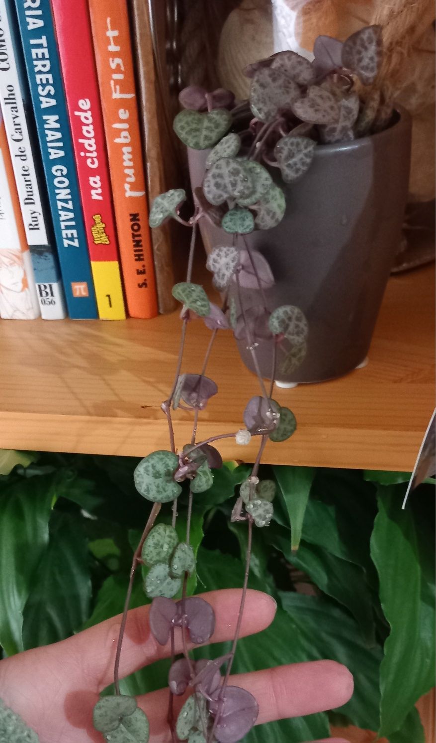 Ceropegia woodii, string of hearts