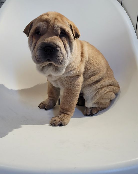 Sharpei macho castanho