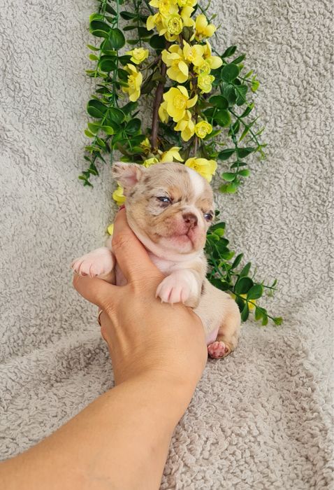 Excecional menino merle Chihuahua/Chiuaua. LinhagemRussa