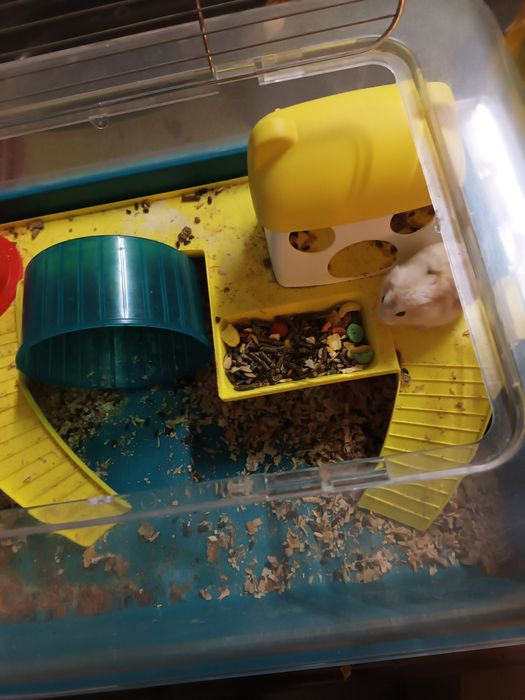 Gaiola para hamster + hamster