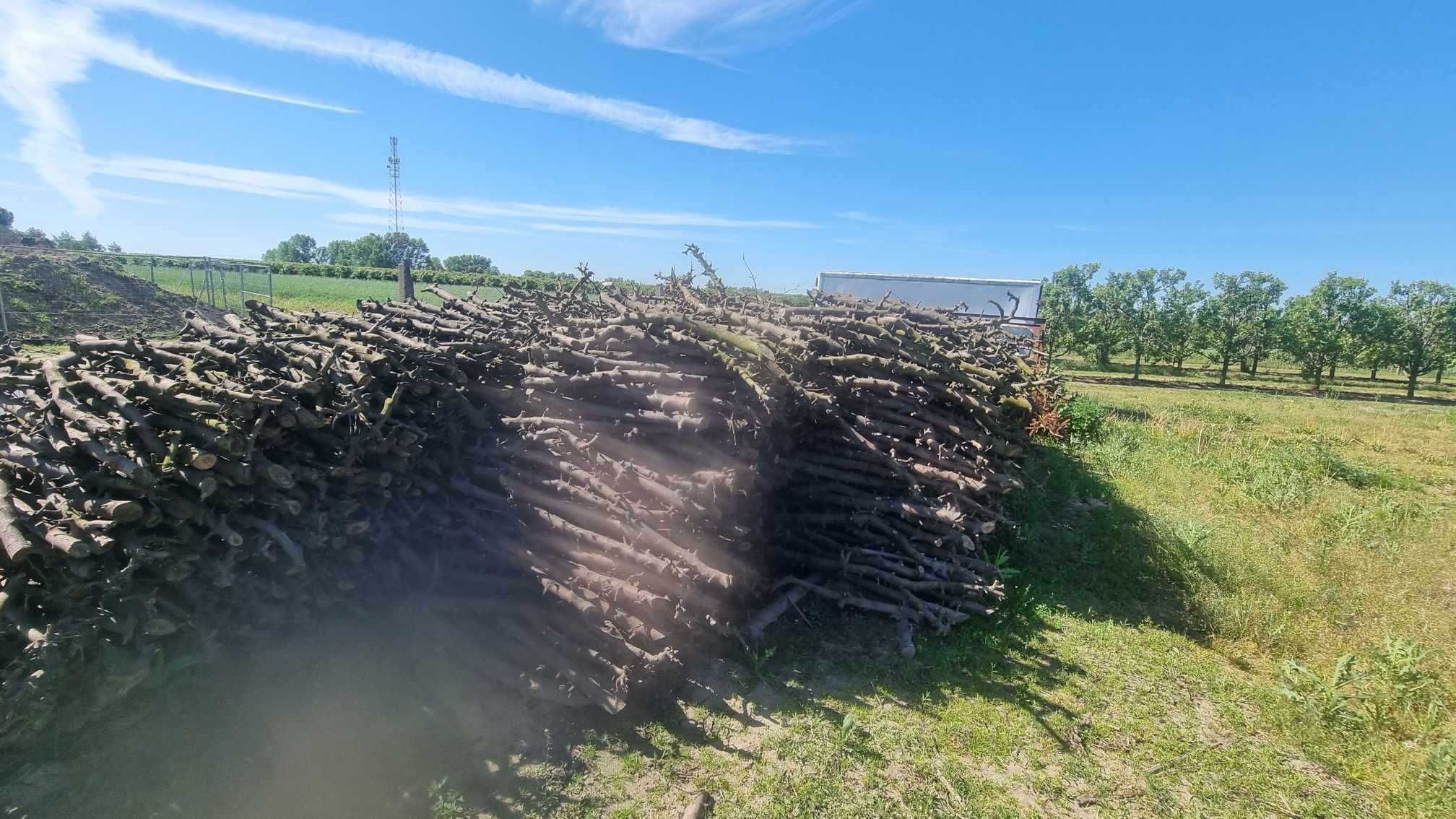 sprzedam drewno jabłoniowe sezonowane