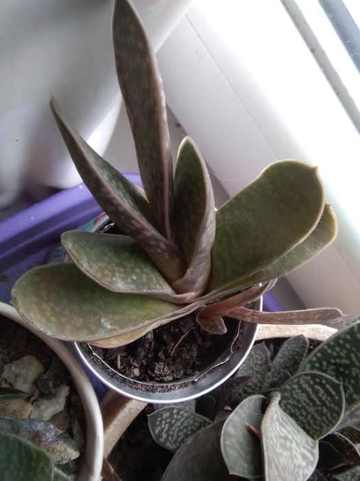 .Рэо. Кактусы, суккуленты.