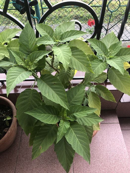 Бругмансія або труби ангела рожева та жовта