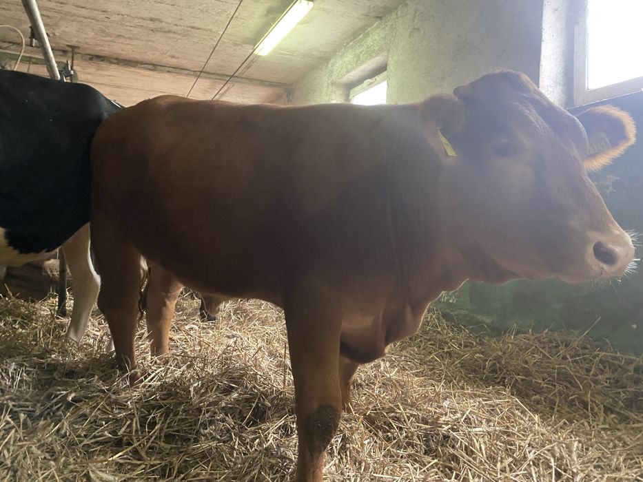 Sprzedam dwie mięsne jałówki do dalszej hodowli