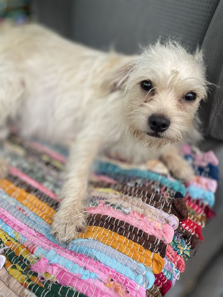 Suczka, szczeniak Mops chihuahua, malutka