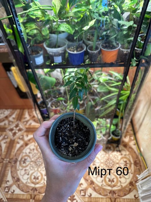 Розпродаю свою колекцію квітів