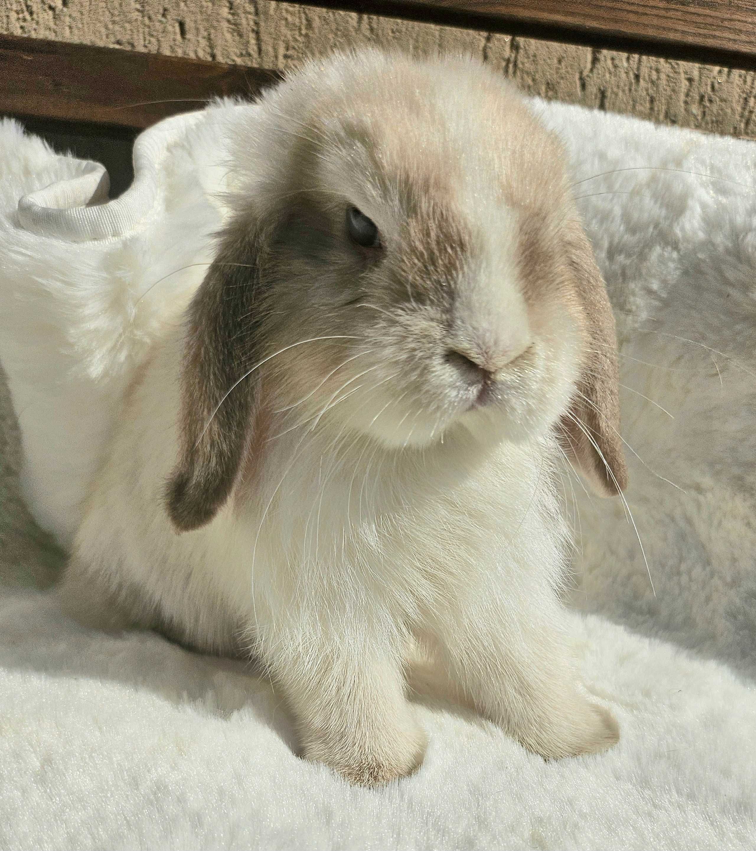 Króliki Mini Lop LIKWIDACJA HODOWLI hodowle zarejestrowane