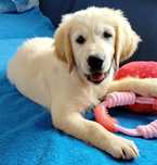 Golden Retriever suczka ZkwP FCI
